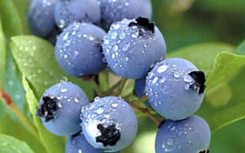 蓝莓可以冷冻长期保存吗（蓝莓怎么保存时间最长）
