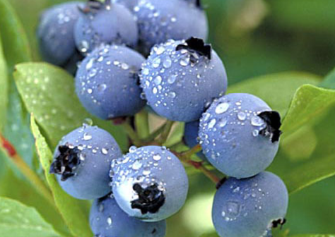 蓝莓可以冷冻长期保存吗（蓝莓怎么保存时间最长）-1