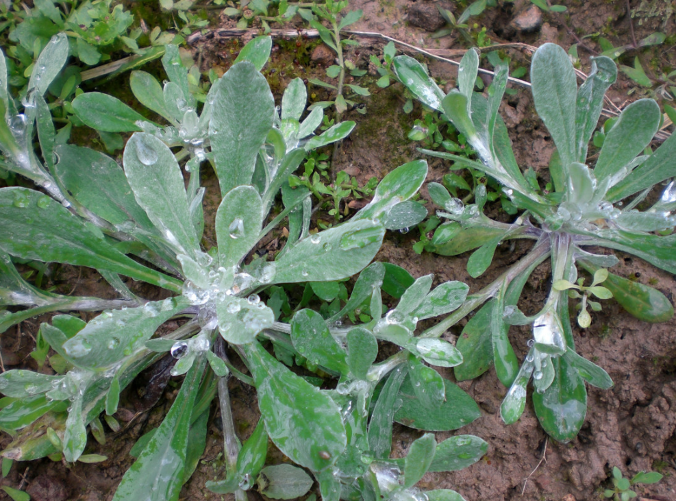 蕨菜什么时候长出来（春季的野菜有哪些）-8