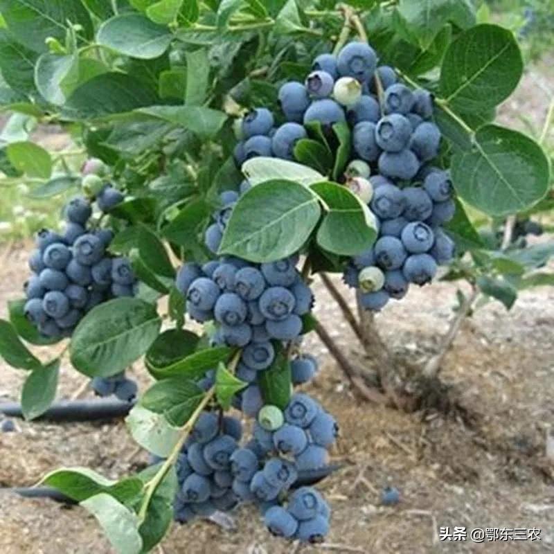 蓝莓为什么这么贵 蓝莓多少钱一斤-3