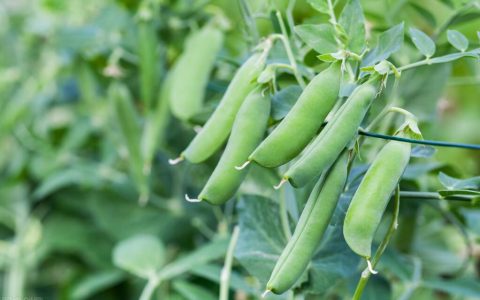 豌豆是单子叶还是双子叶植物（豌豆一般什么时候种植）