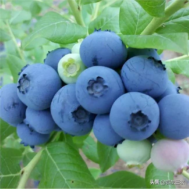 蓝莓为什么这么贵 蓝莓多少钱一斤-1