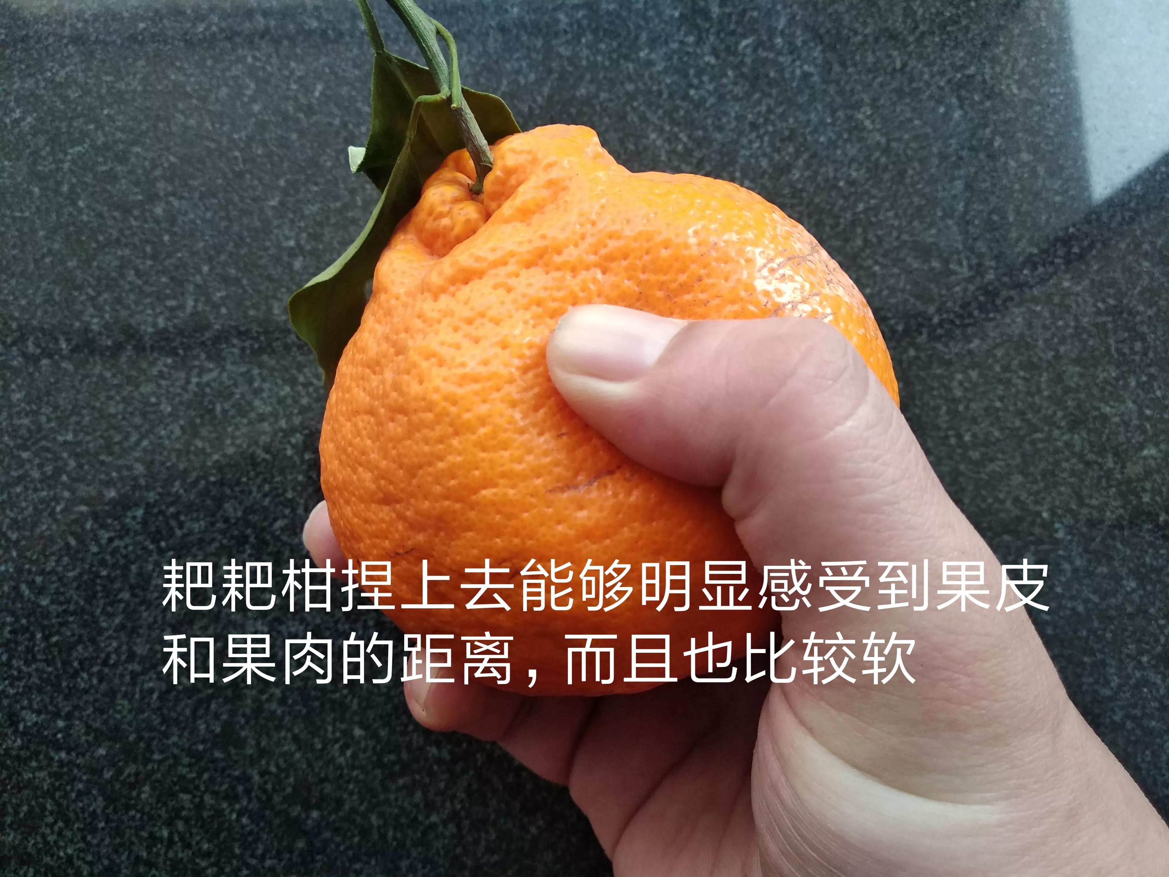 丑橘和粑粑柑哪个好吃？有什么区别？-5