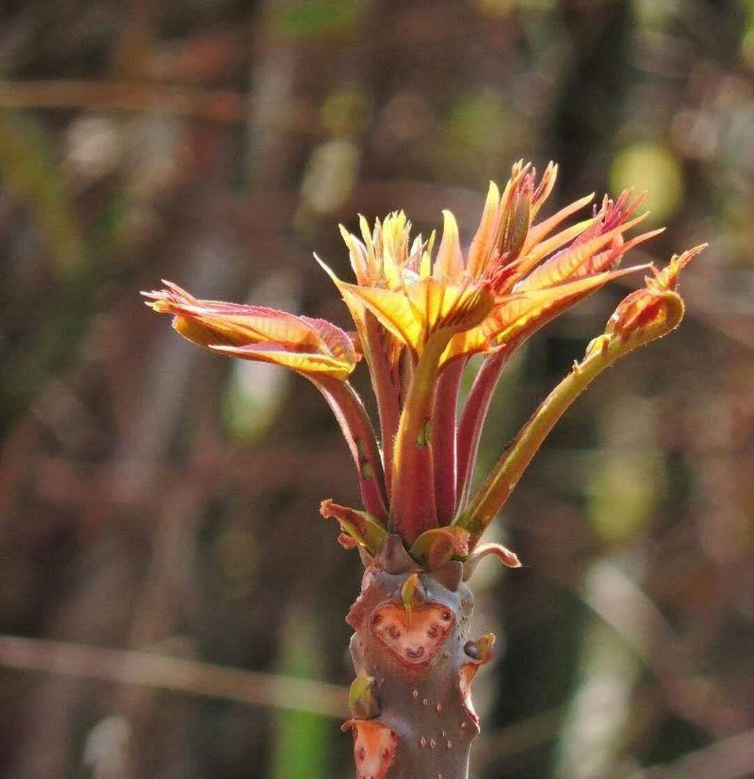 蕨菜什么时候长出来（春季的野菜有哪些）-3