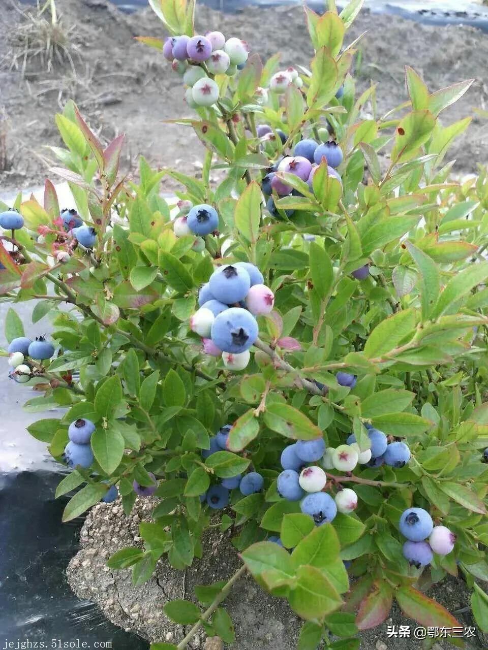 蓝莓为什么这么贵 蓝莓多少钱一斤-4