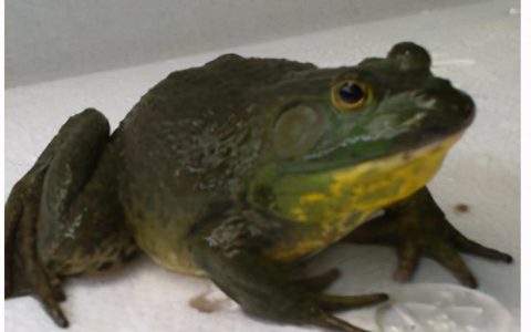 美蛙和牛蛙的区别是什么？