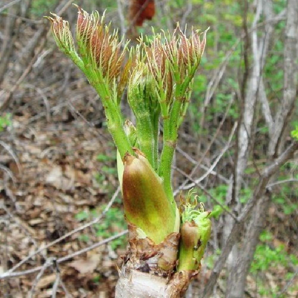 蕨菜什么时候长出来（春季的野菜有哪些）-2