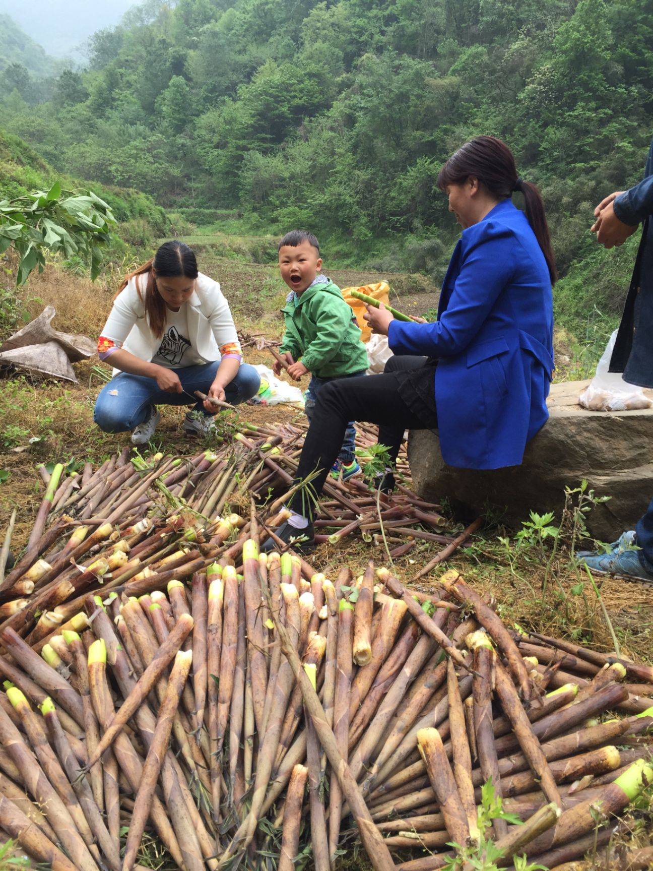 蕨菜什么时候长出来（春季的野菜有哪些）-5