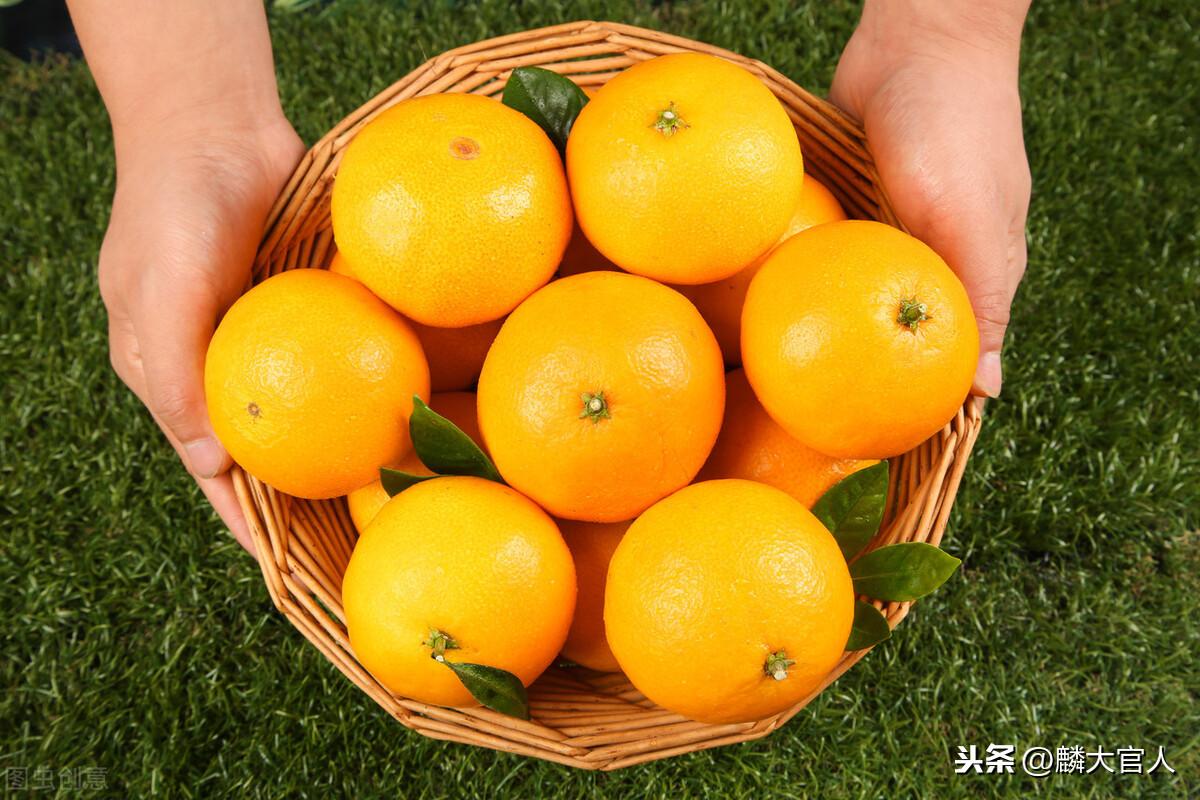 果冻橙是橙子还是橘子（果冻橙和普通橙子有什么区别）-1