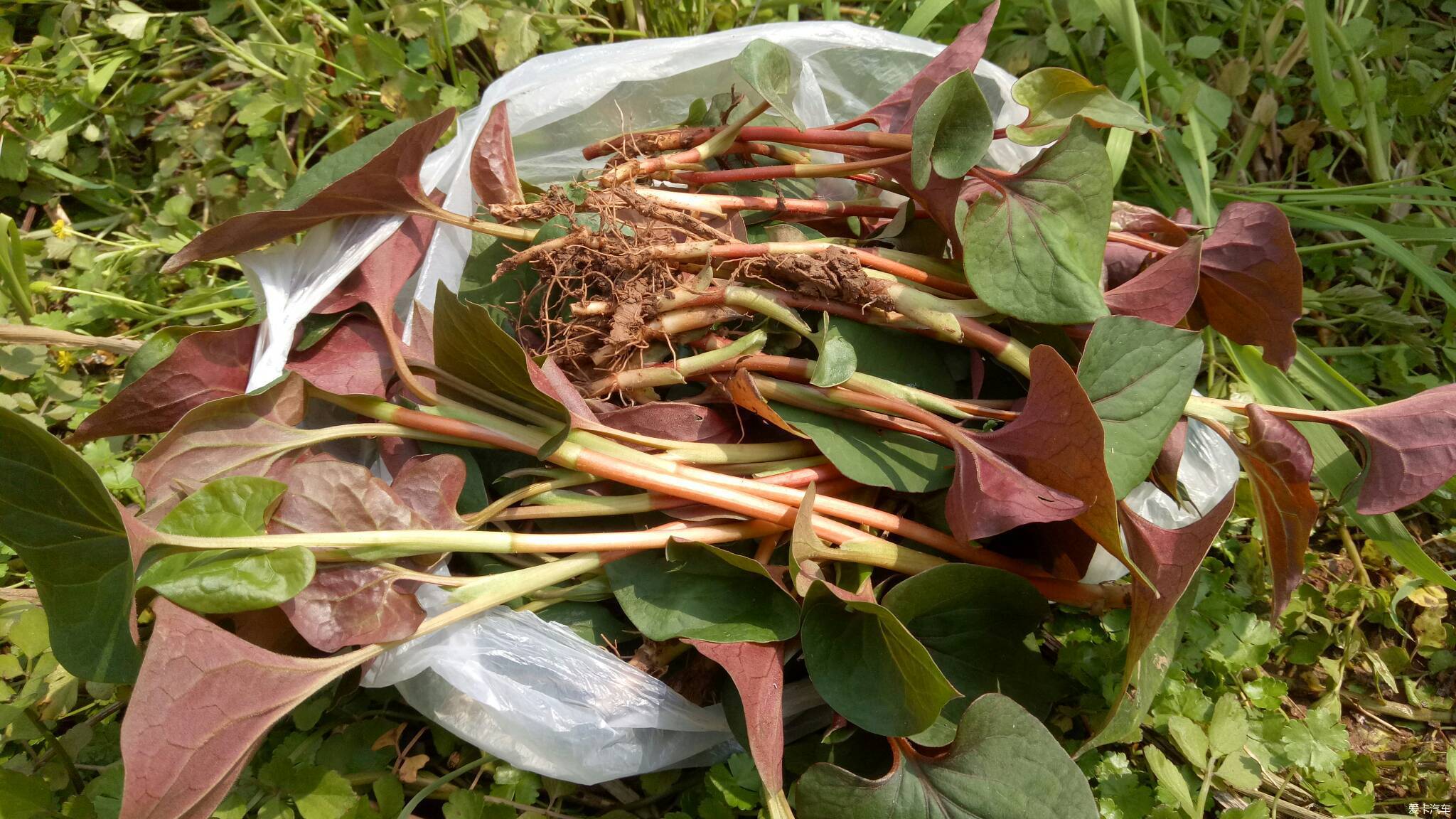 蕨菜什么时候长出来（春季的野菜有哪些）-1