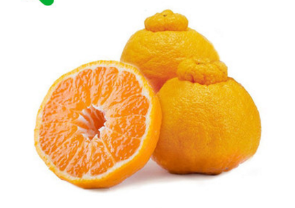 丑橘成熟的季节是几月（丑柑什么时候成熟上市）-3
