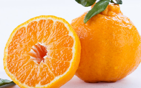 丑橘成熟的季节是几月（丑柑什么时候成熟上市）
