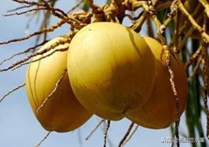海南水果特产水果推荐（椰子怎么选比较甜）-1