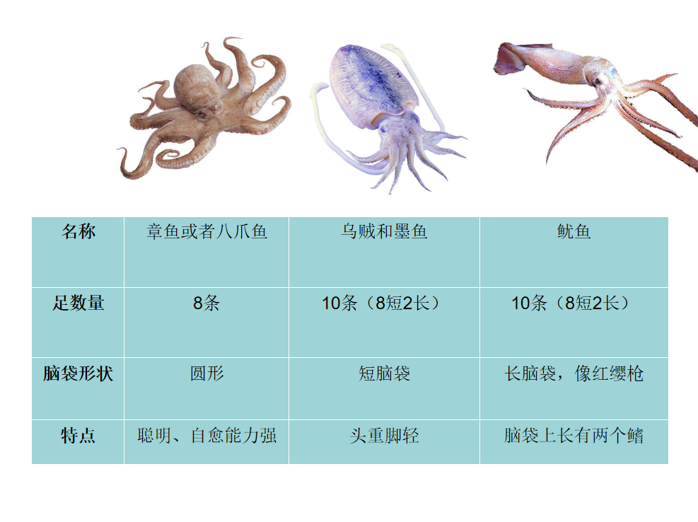乌贼、章鱼、鱿鱼、墨鱼、八爪鱼的区别分析-5