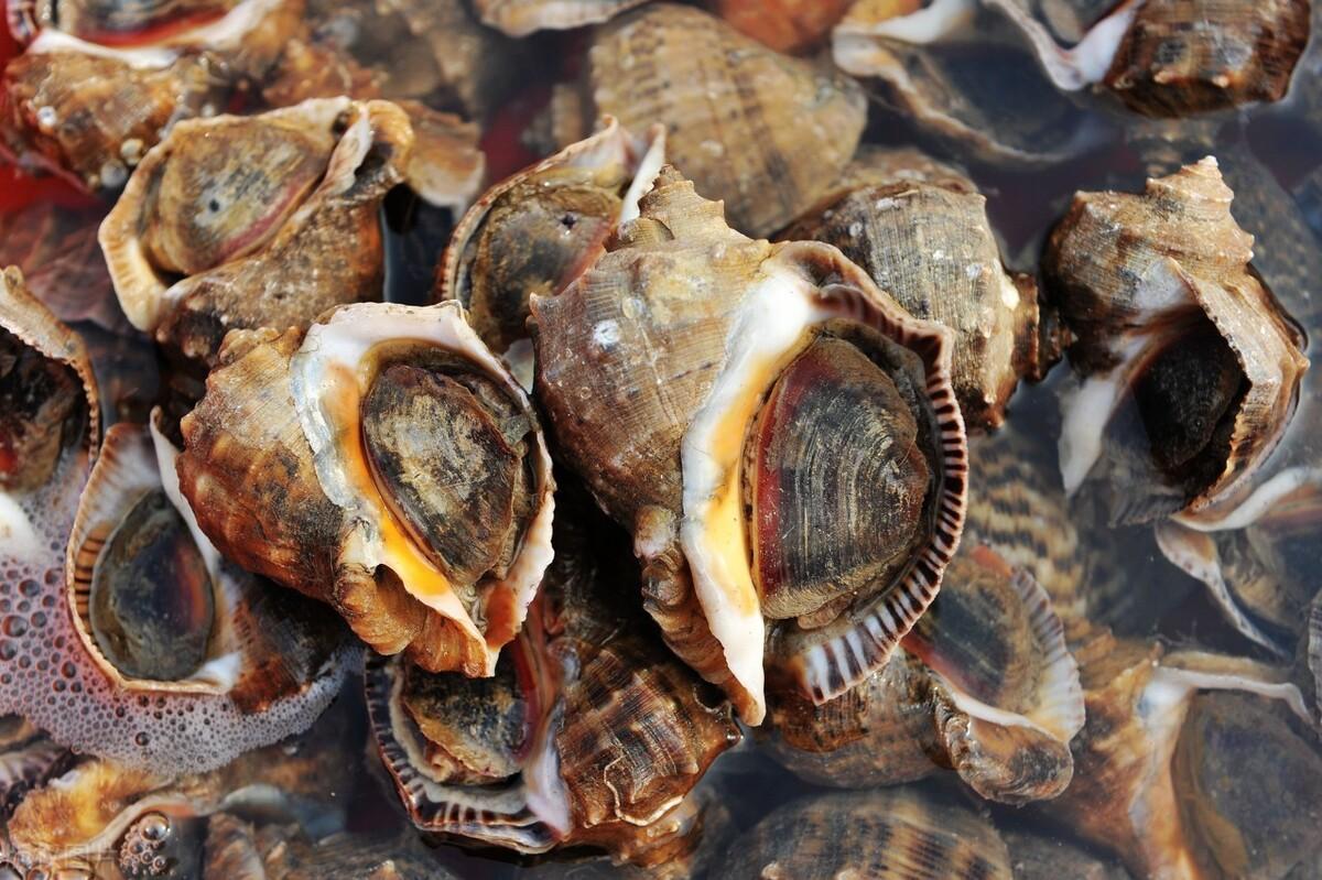 海螺的做法煮多长时间（海螺的做法和吃法）-2