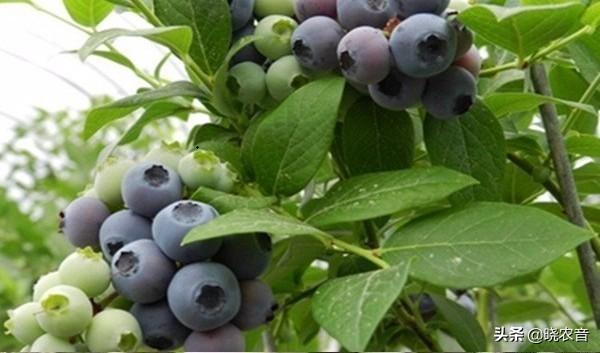 什么品种蓝莓又大又甜（蓝莓果品种有哪些）-1