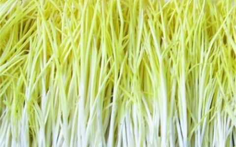 蒜黄的种植方法和技术分享