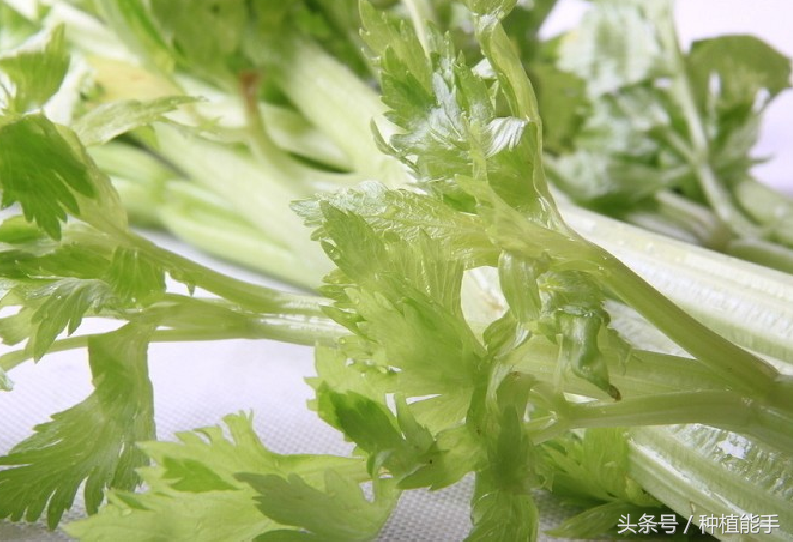 芹菜有点苦怎么回事（芹菜炒完发苦是什么原因）-2