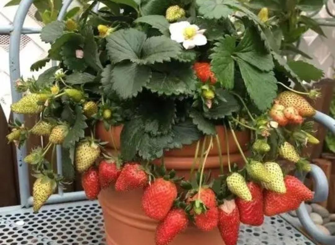 阳台草莓盆栽种植方法（花盆草莓怎样在家养殖）-1