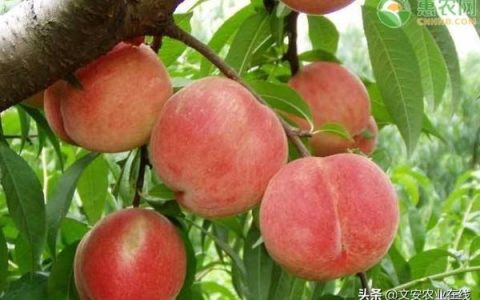 最贵的桃子是什么品种？多少钱一斤？