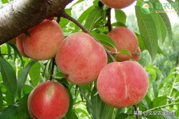 最贵的桃子是什么品种？多少钱一斤？-1