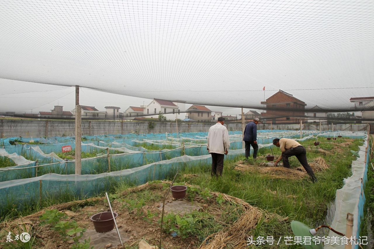 黄豆焖田鸡怎么做好吃（黄焖田鸡的做法）-2