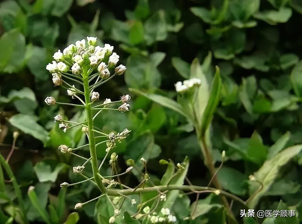 蒲公英是不是就是荠菜（蒲公英和芥菜可以一起吃吗）-1