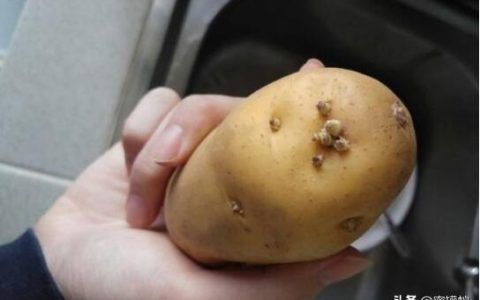 土豆放进冰箱会发芽吗