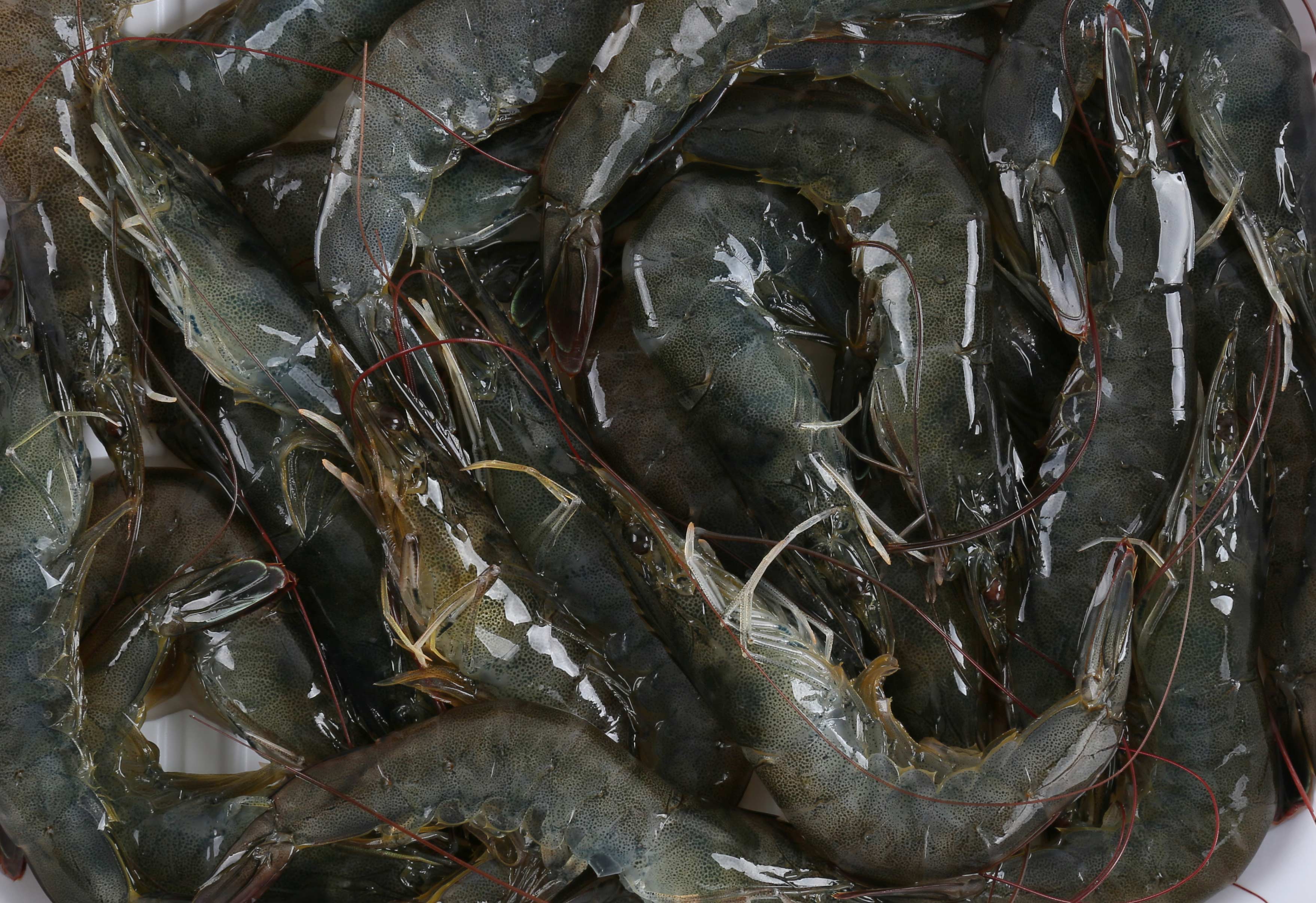 海虾和淡水虾的区别（怎么辨别海虾和淡水虾）-1