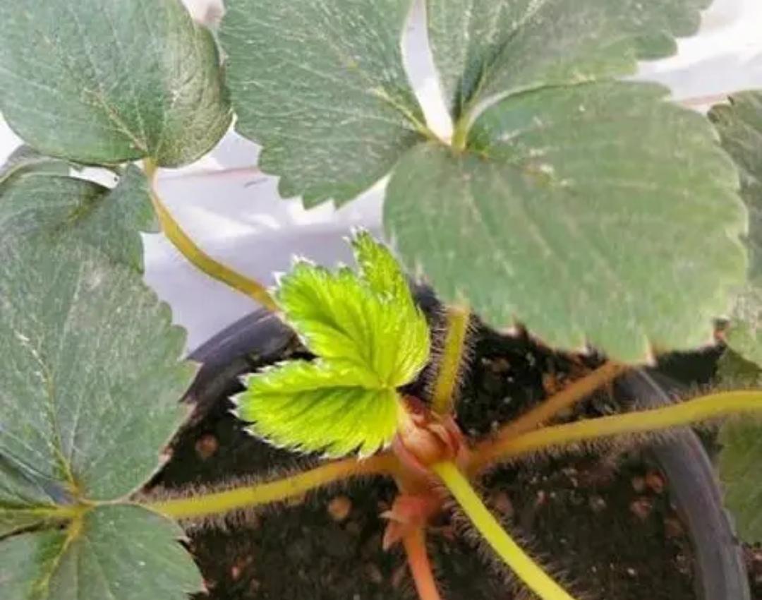 阳台草莓盆栽种植方法（花盆草莓怎样在家养殖）-3