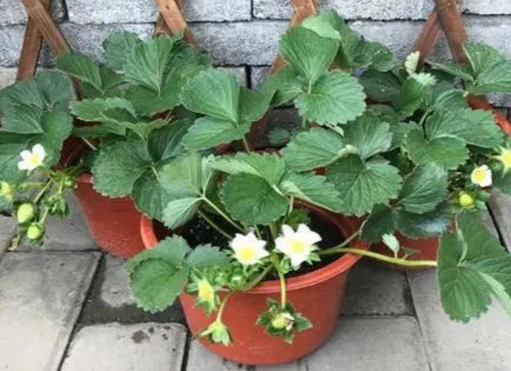 阳台草莓盆栽种植方法（花盆草莓怎样在家养殖）-5