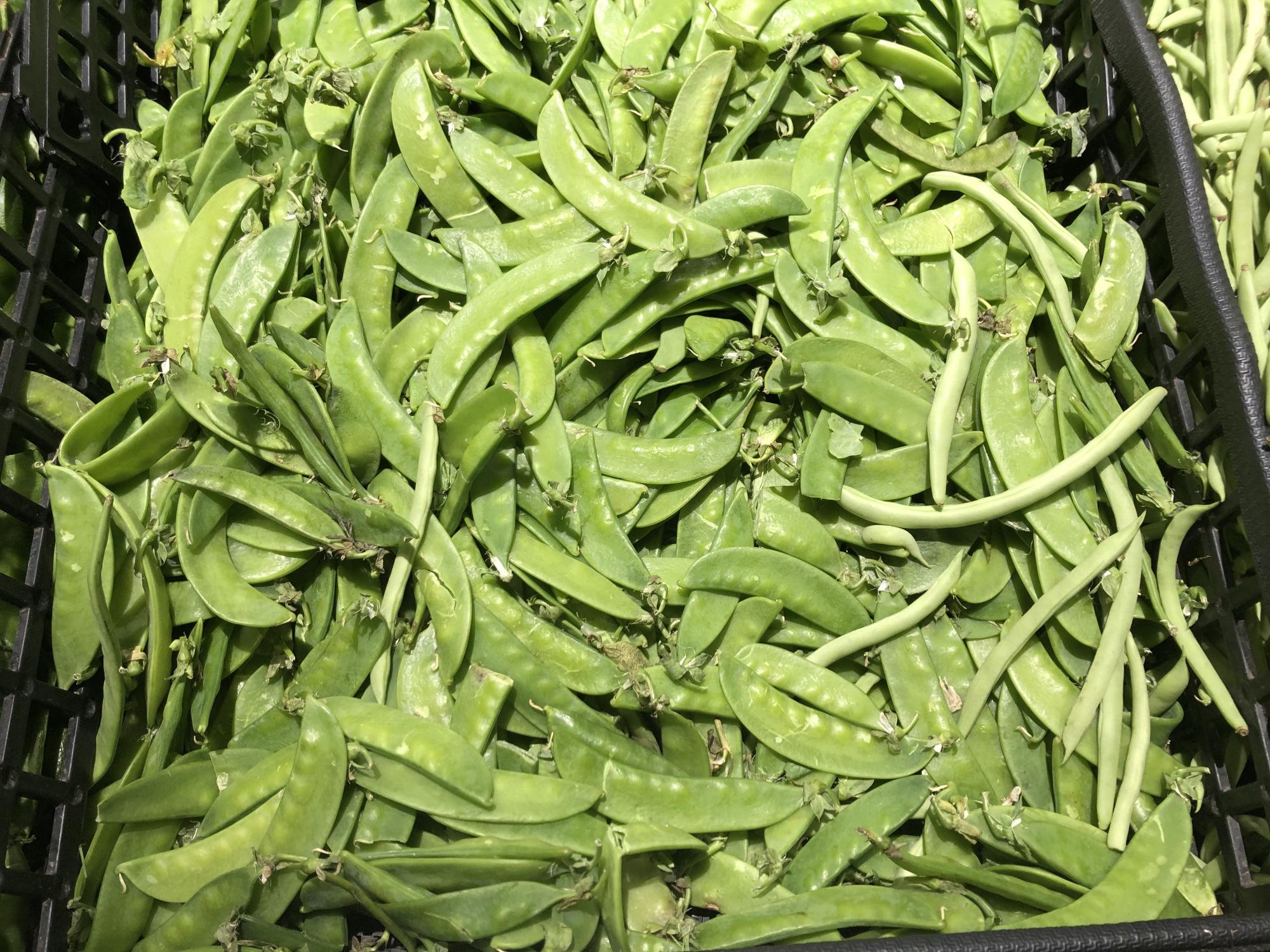 芸豆与四季豆有何区别？-3