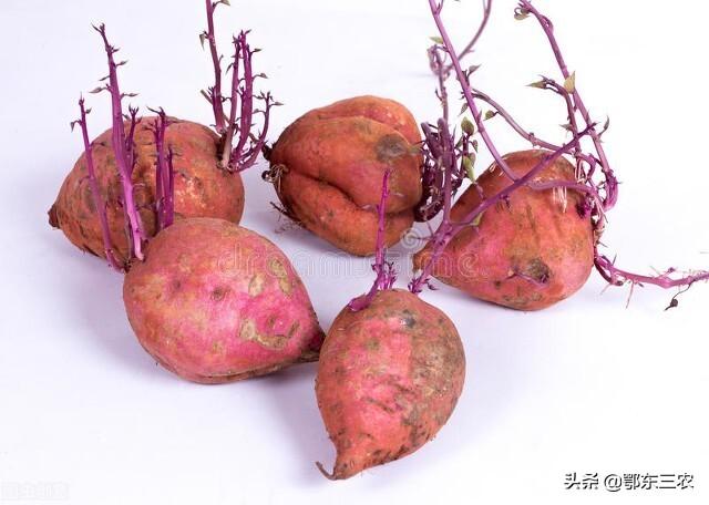红薯长出了紫色的芽还能吃吗？-4
