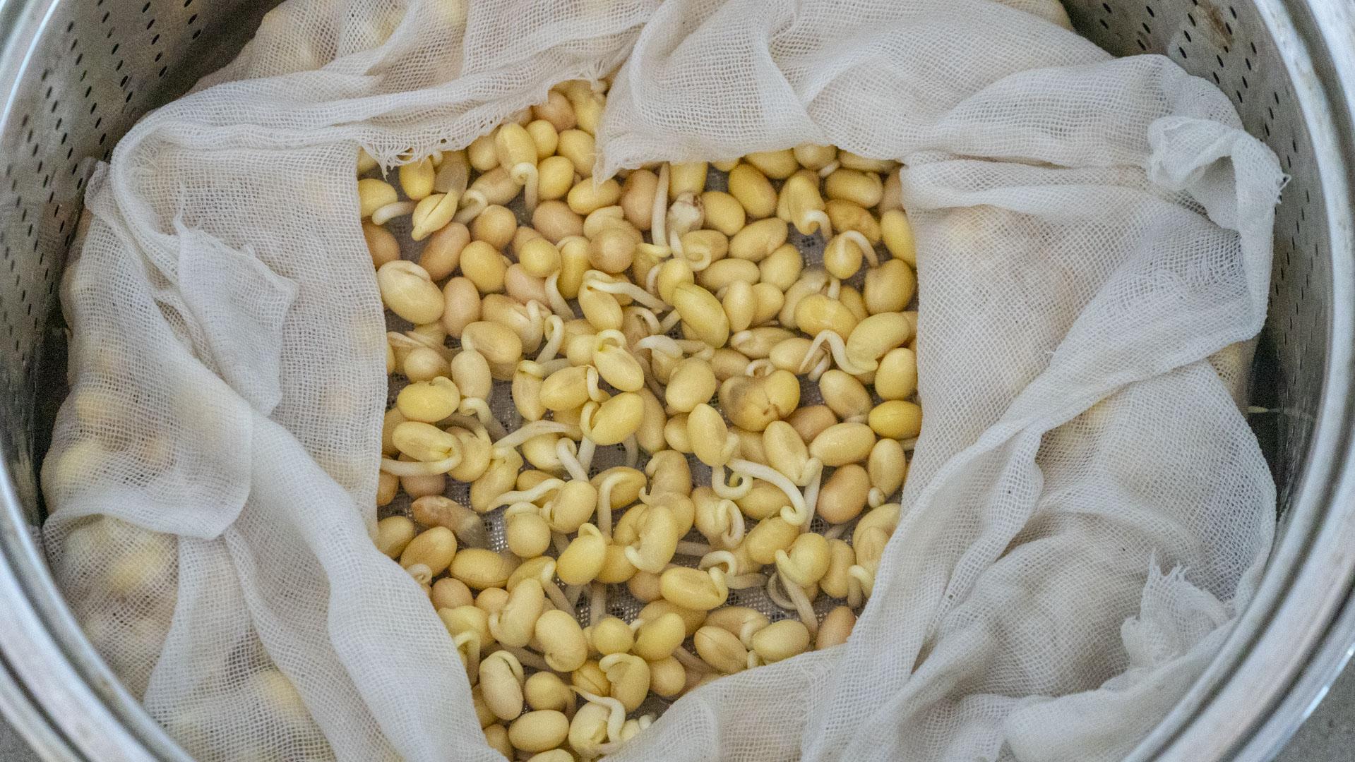 自制黄豆芽不烂最简单的方法 制作豆芽的方法和过程-5