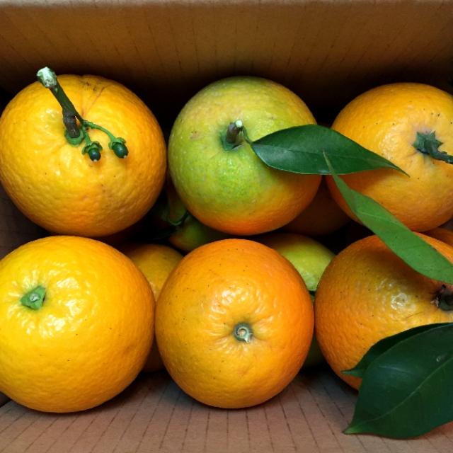 夏橙和伦晚脐橙有什么区别？-3