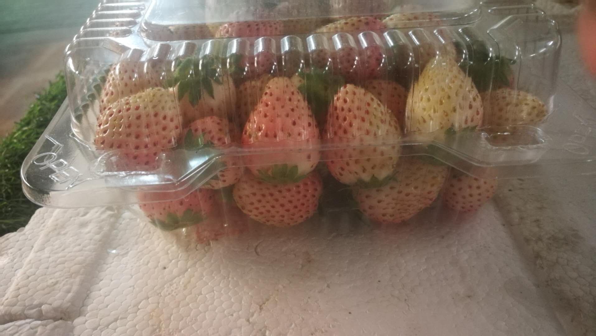 白色的草莓为什么这么贵（白色的草莓叫什么草莓）-1