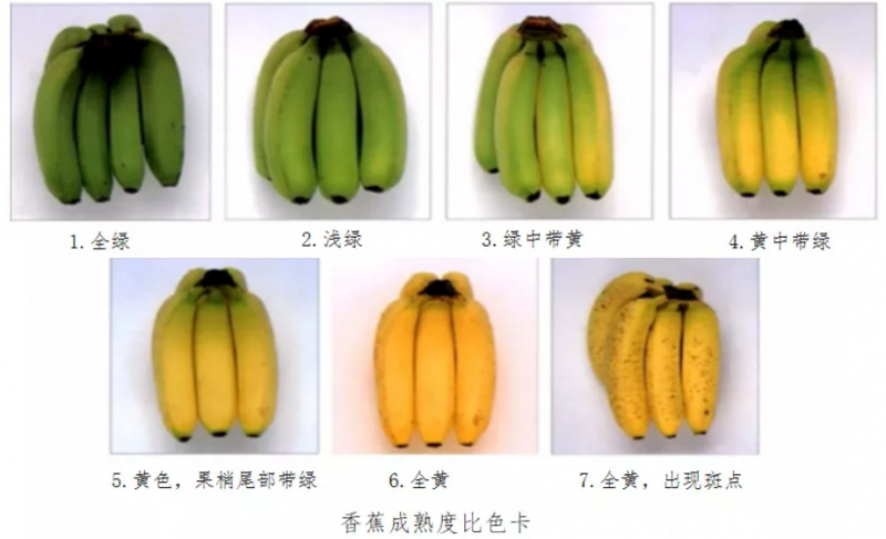 香蕉几月份成熟期最好 香蕉有哪些品种-1