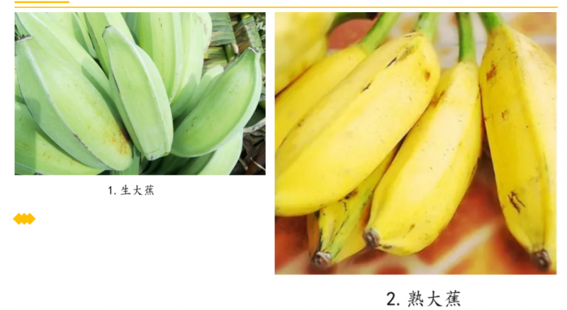 香蕉几月份成熟期最好 香蕉有哪些品种-3