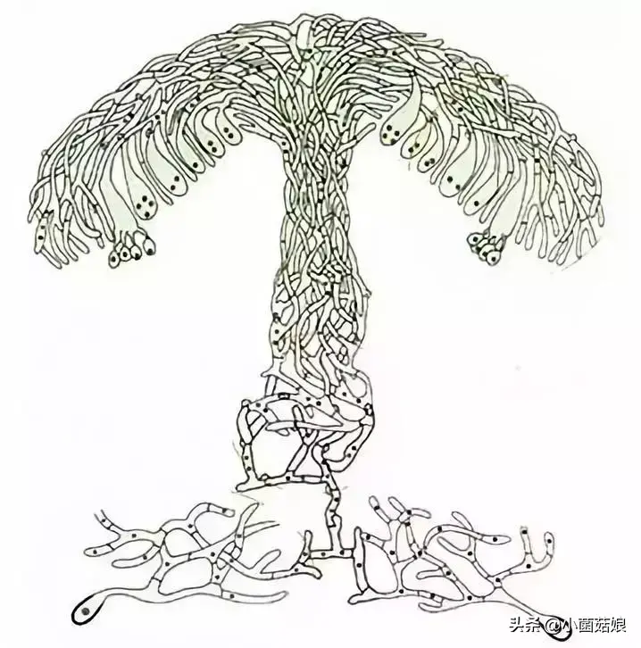 蘑菇是怎么生长出来的（蘑菇的相关知识科普）-1