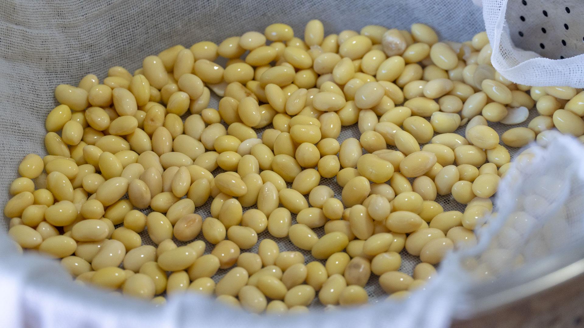自制黄豆芽不烂最简单的方法 制作豆芽的方法和过程-3