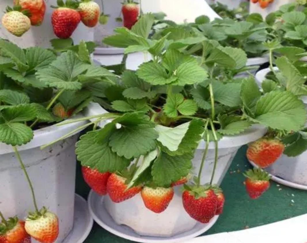 阳台草莓盆栽种植方法（花盆草莓怎样在家养殖）-2