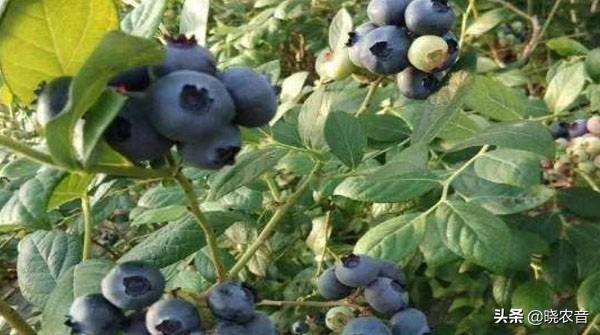 什么品种蓝莓又大又甜（蓝莓果品种有哪些）-3