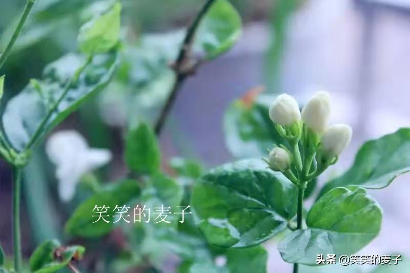 莲藕可以放冰箱保存吗（藕不吃怎么保存不坏）-3