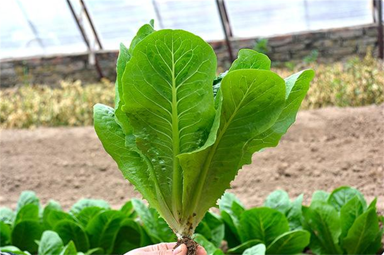 孔雀菜的种植时间和方法 孔雀菜多久可以收获-3