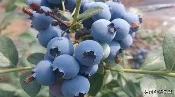 什么品种蓝莓又大又甜（蓝莓果品种有哪些）-2