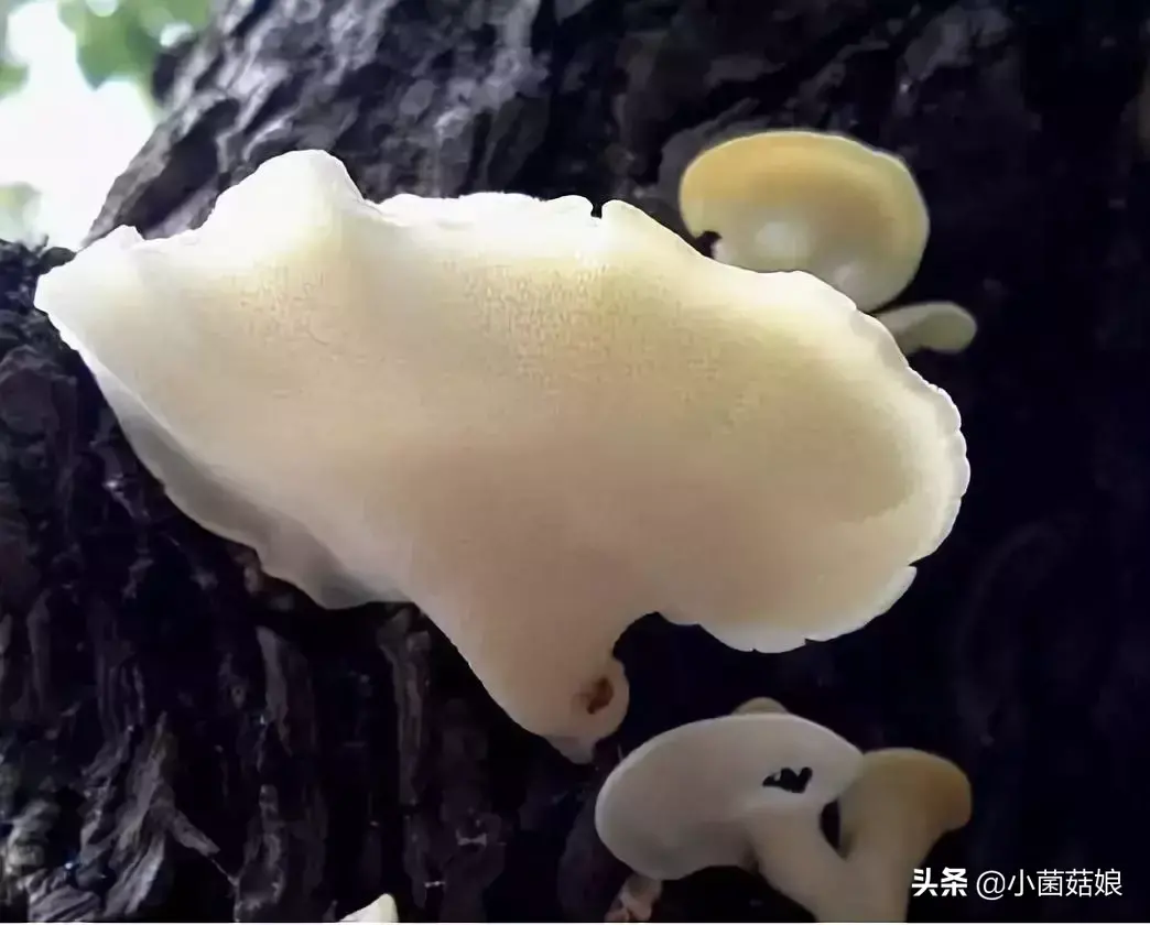 蘑菇是怎么生长出来的（蘑菇的相关知识科普）-4