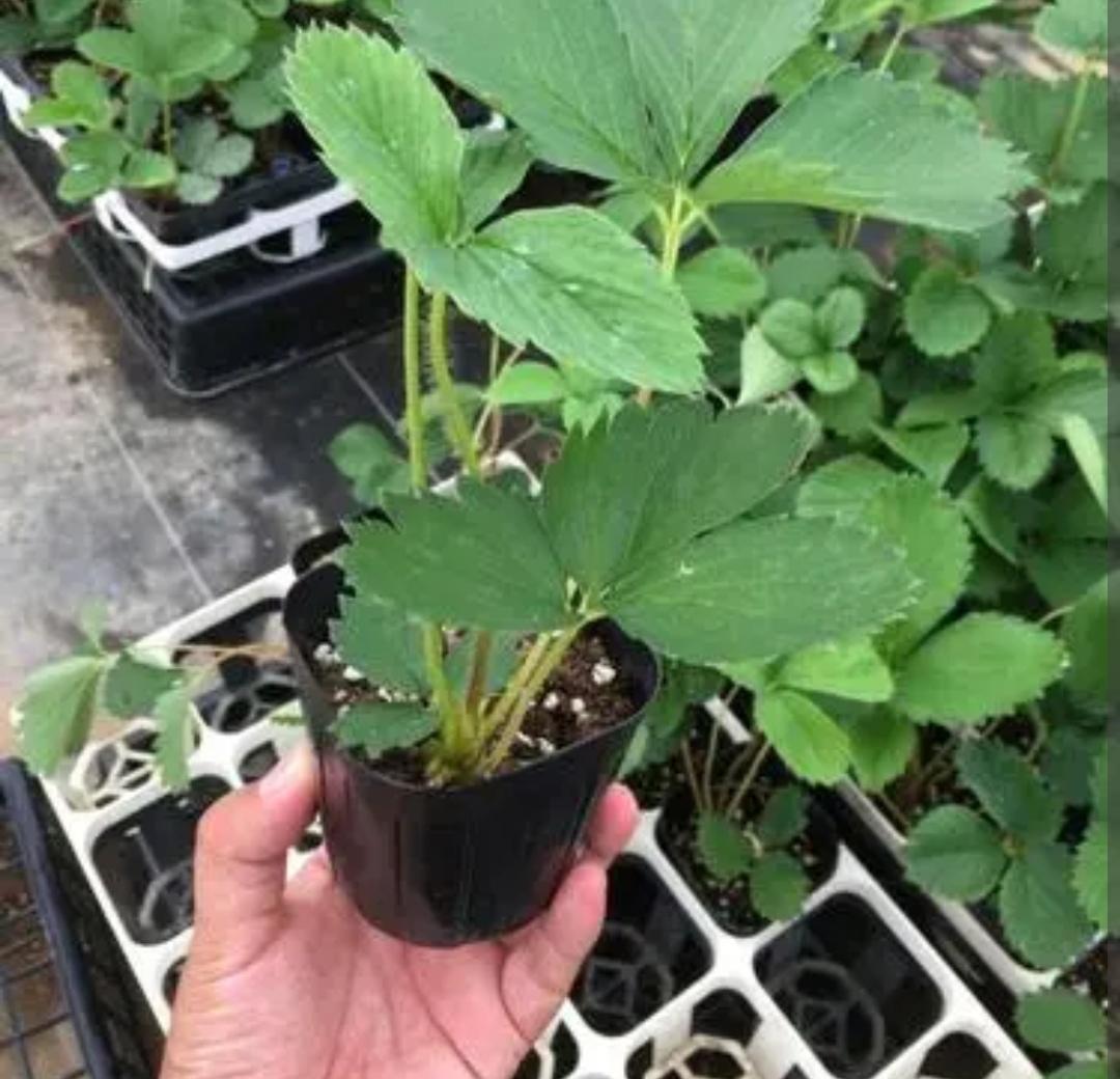 阳台草莓盆栽种植方法（花盆草莓怎样在家养殖）-4