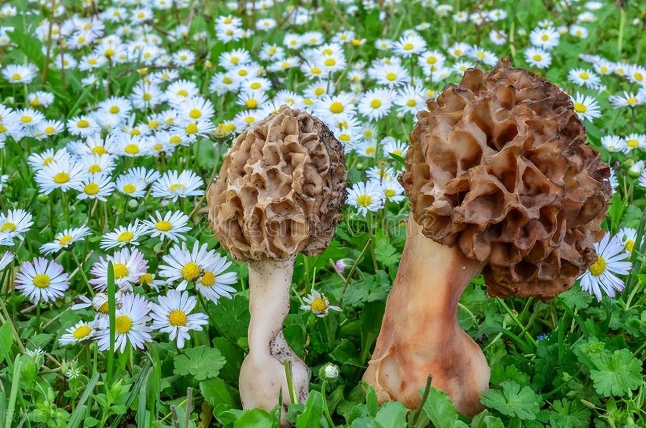 羊肚菌怎么泡发快（干羊肚菌正确清洗方法）-2