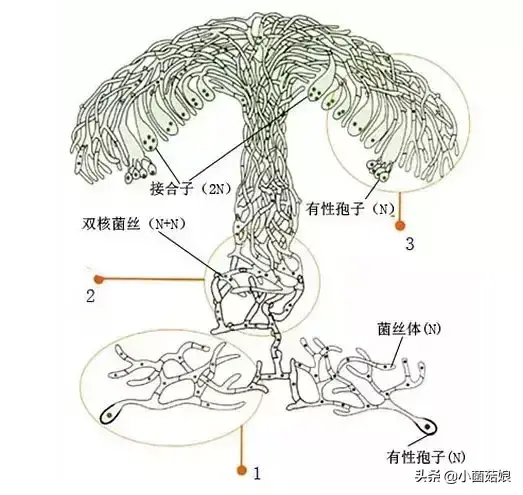 蘑菇是怎么生长出来的（蘑菇的相关知识科普）-9