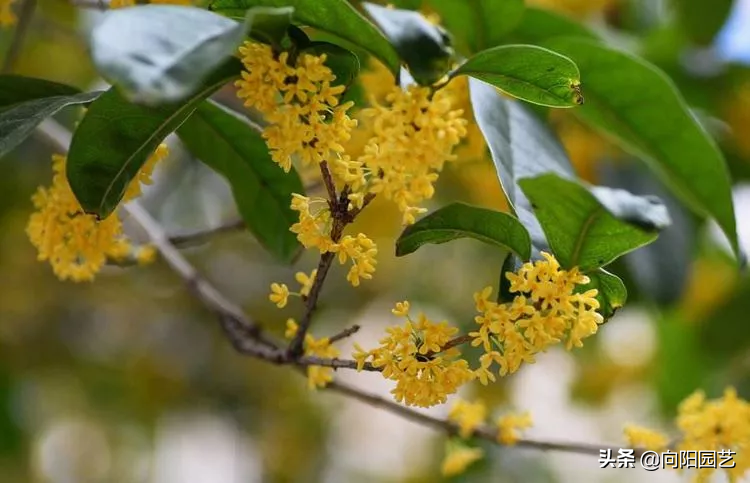 桂花插枝时间和方法  桂花插枝条容易活的方法-2